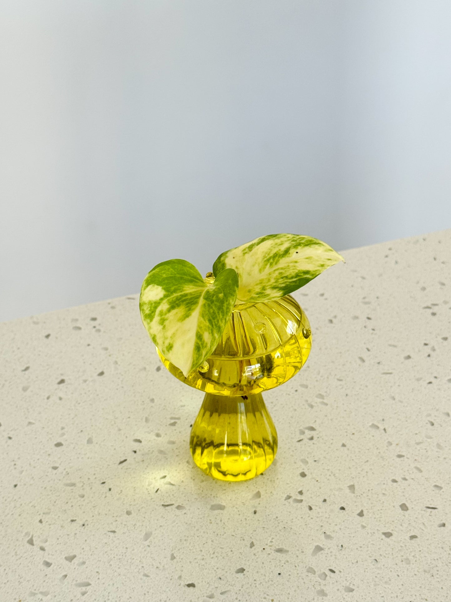 Mushroom Vase with Ivy โ Plastic & Glass Options
